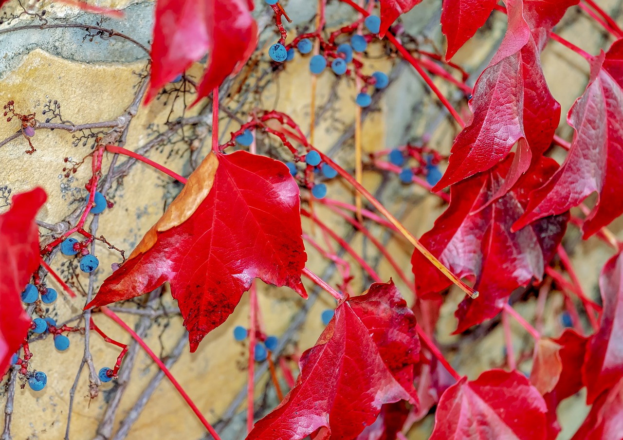 wine partner  vine  berries free photo