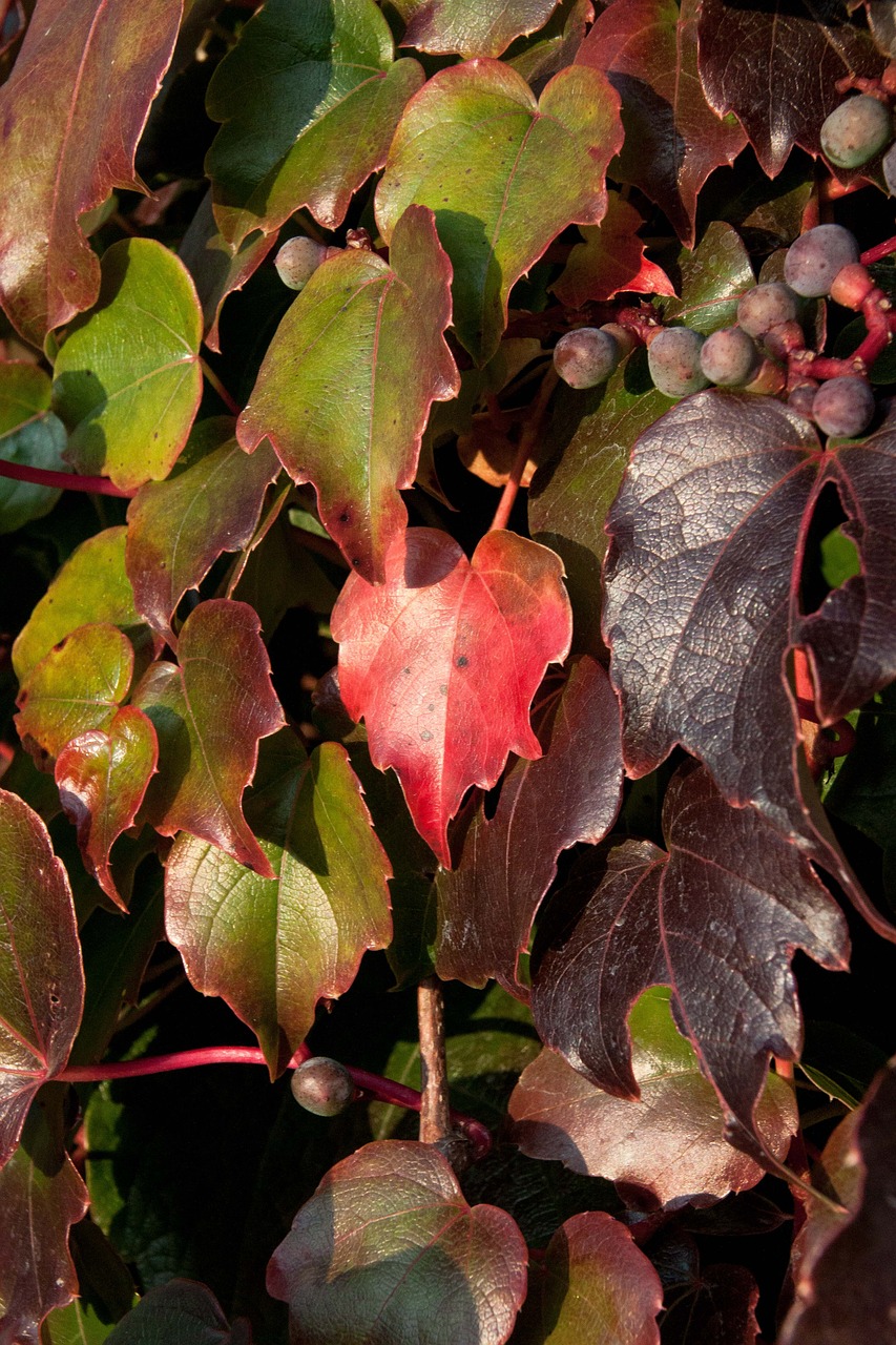 wine partner  fall foliage  climber plant free photo