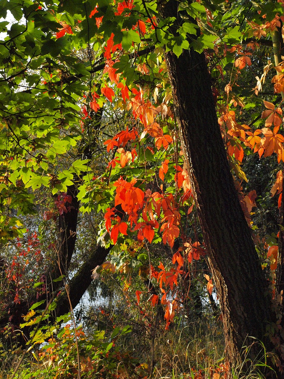 wine partner red leaves free photo