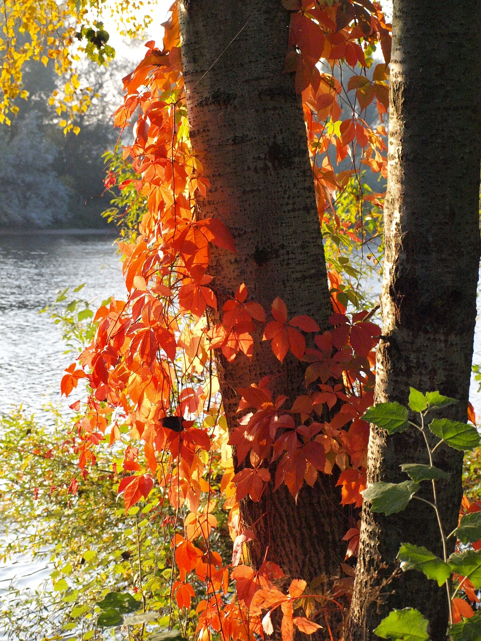 wine partner red leaves autumn free photo