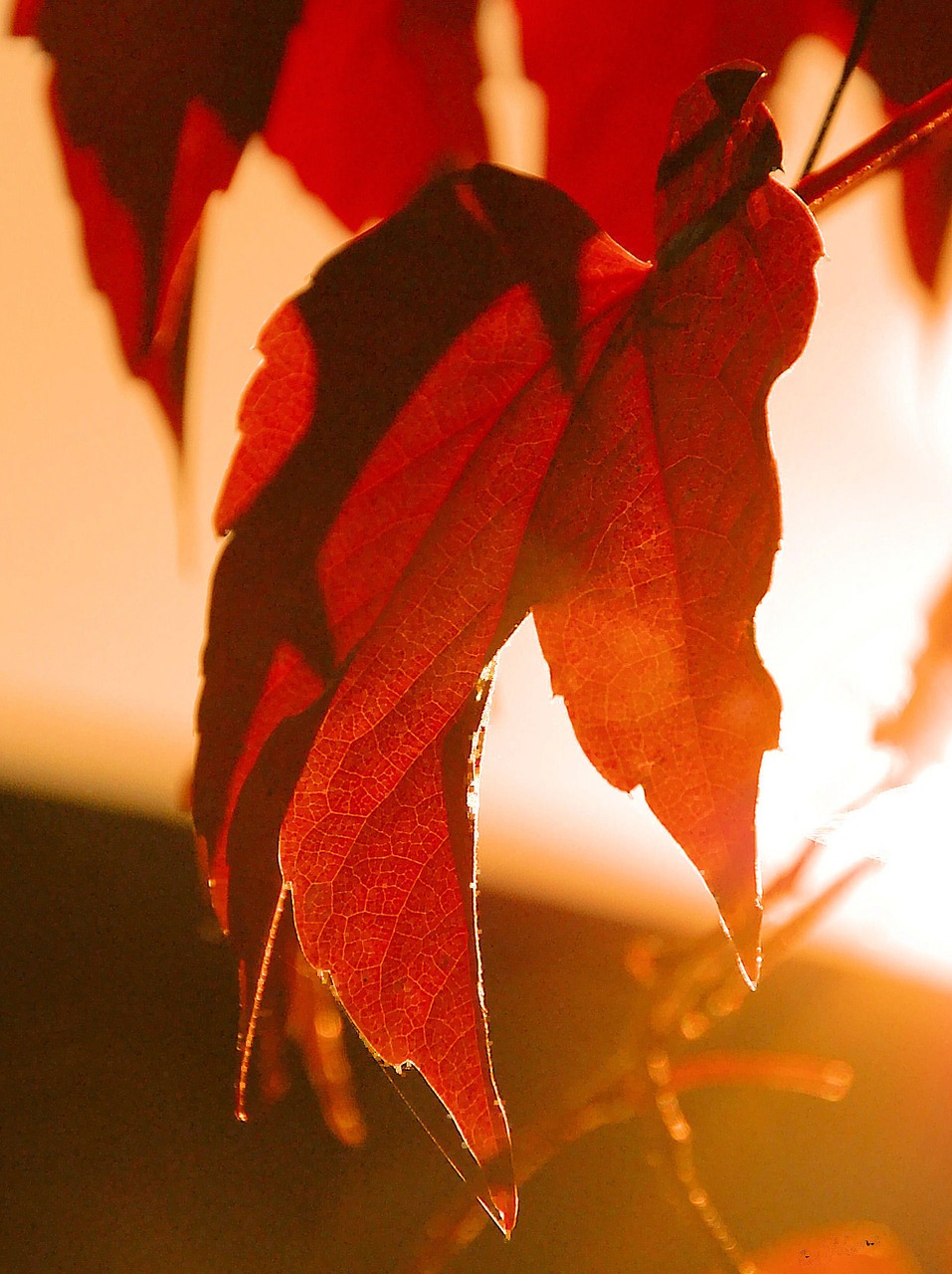 wine partner wine leaf autumn free photo