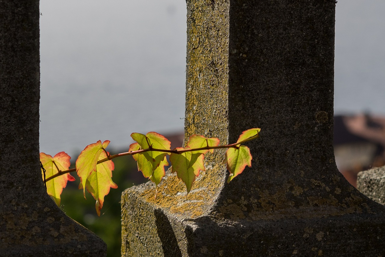 wine partner leaves autumn free photo