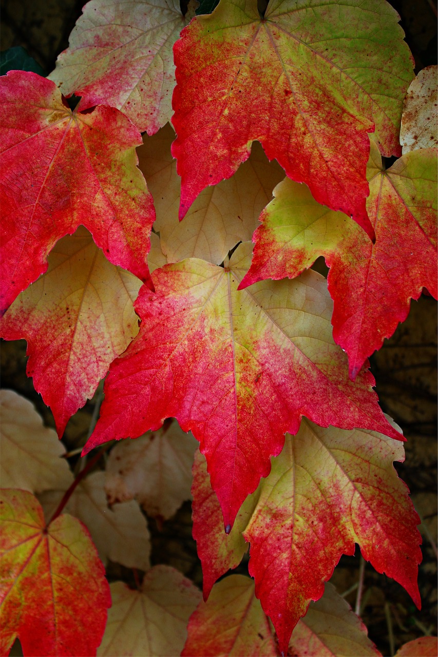 wine partner vine leaves fall leaves free photo