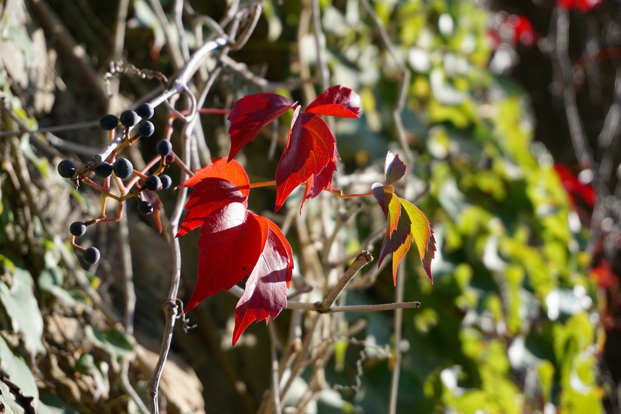 wine partner red autumn free photo