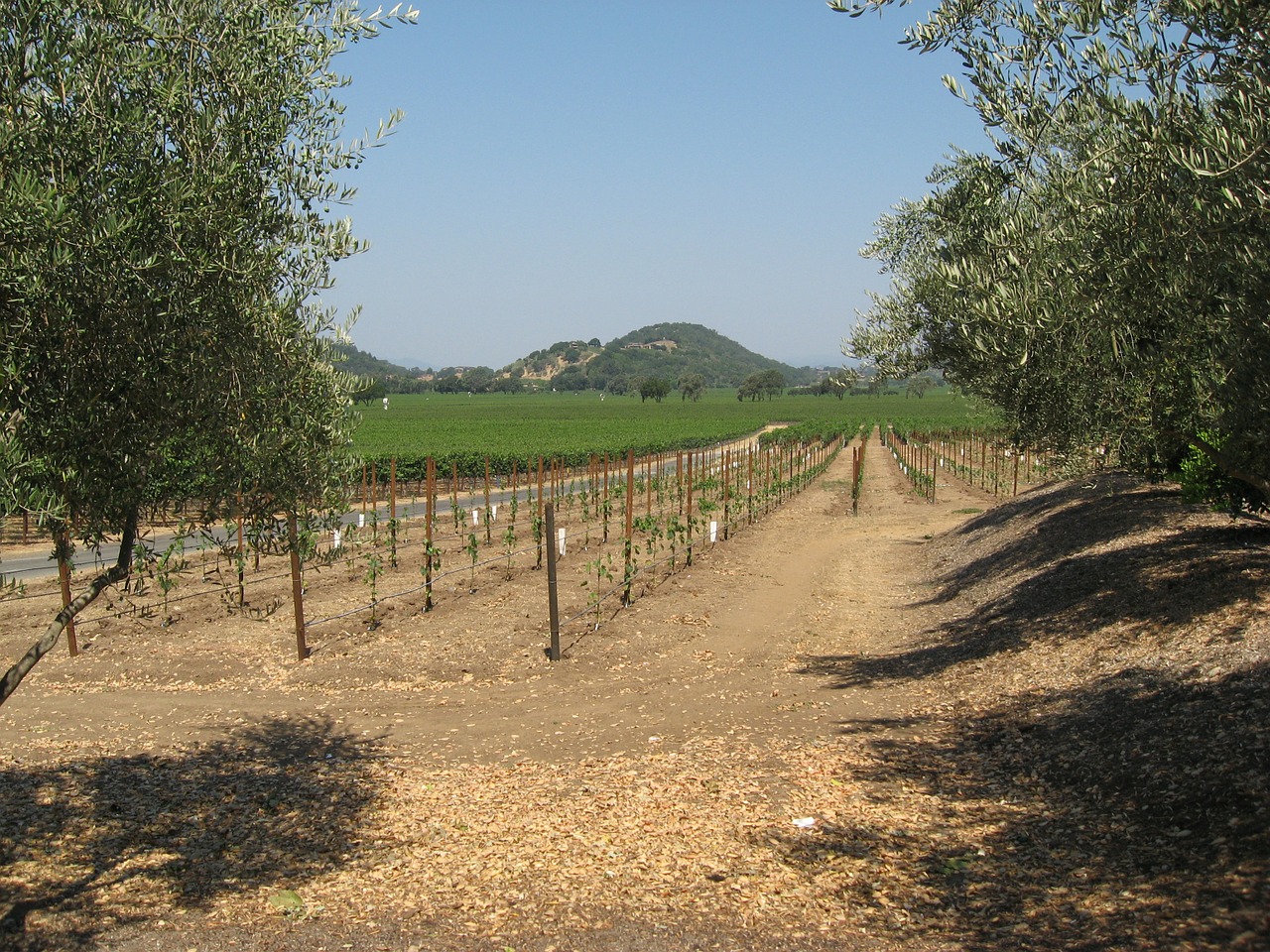 winegrowing napa vine yard free photo