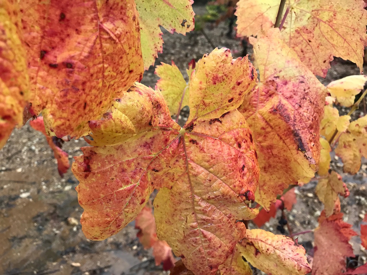 winegrowing wine landscape free photo