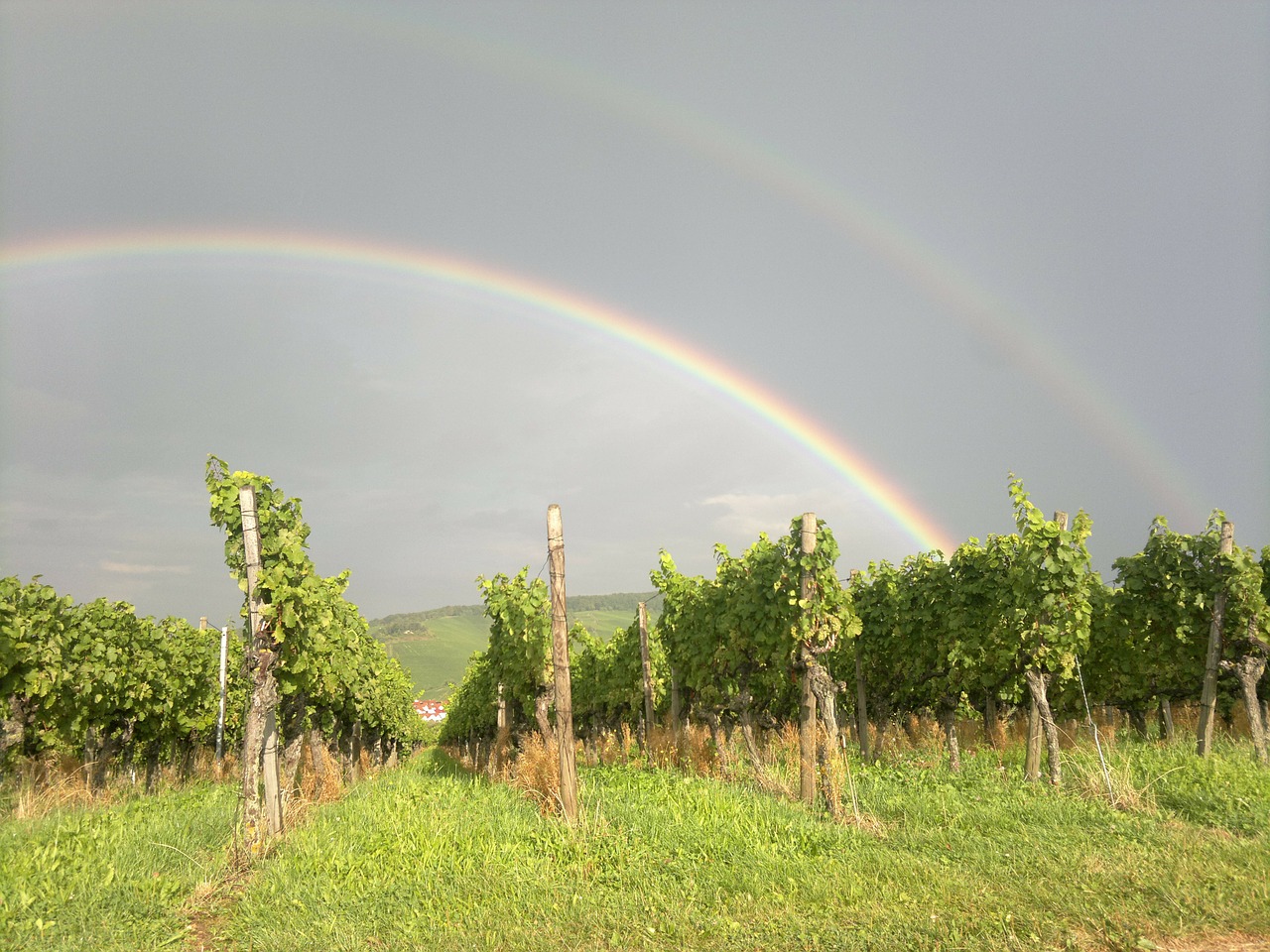 winegrowing vineyard vines free photo