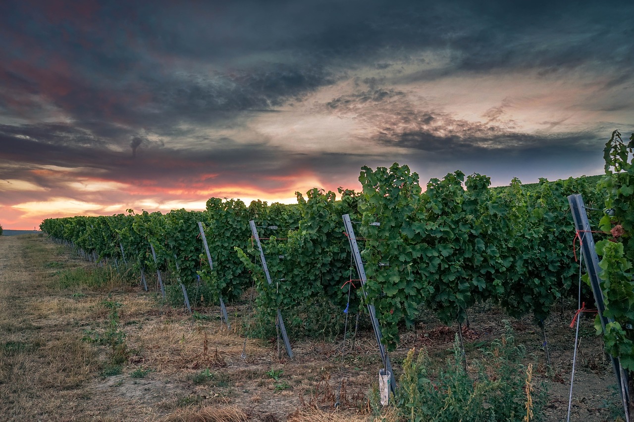 winegrowing  vineyard  sunset free photo