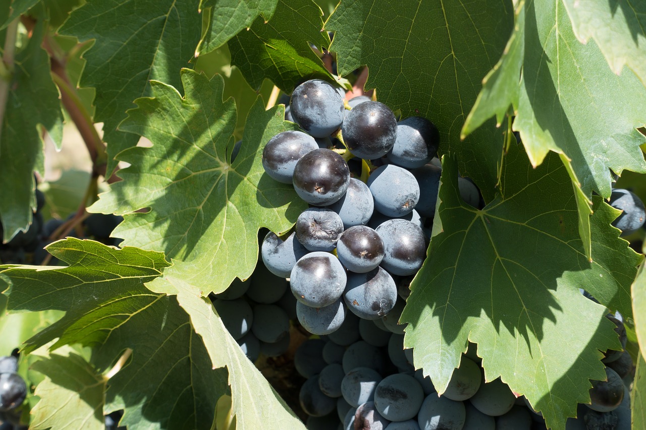 winegrowing grape vineyard free photo
