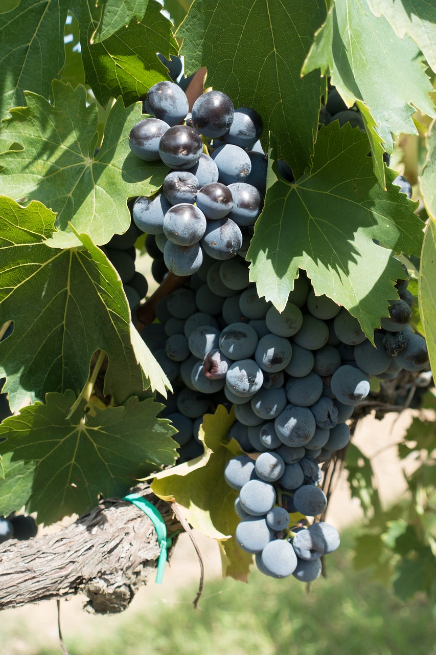 winegrowing grape vine free photo