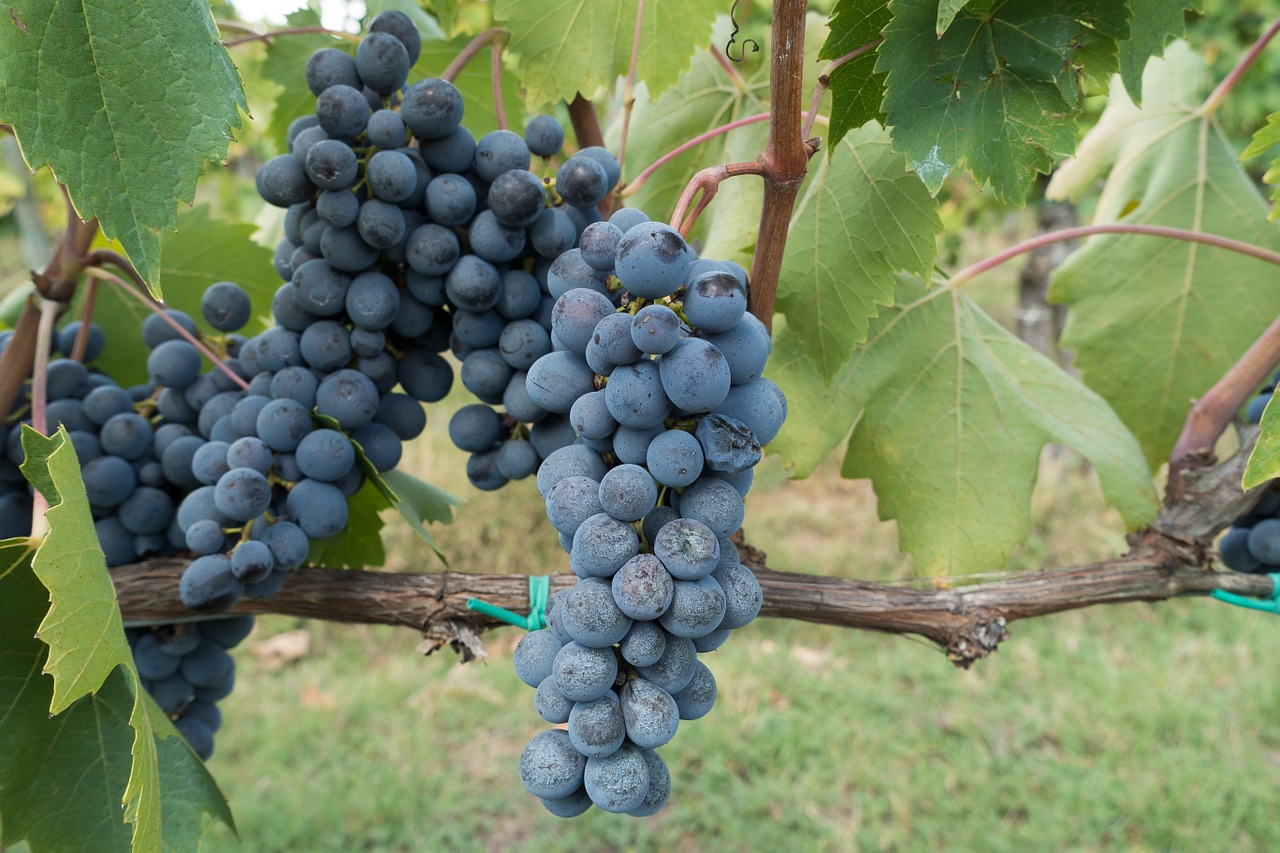 winegrowing grape vineyard free photo