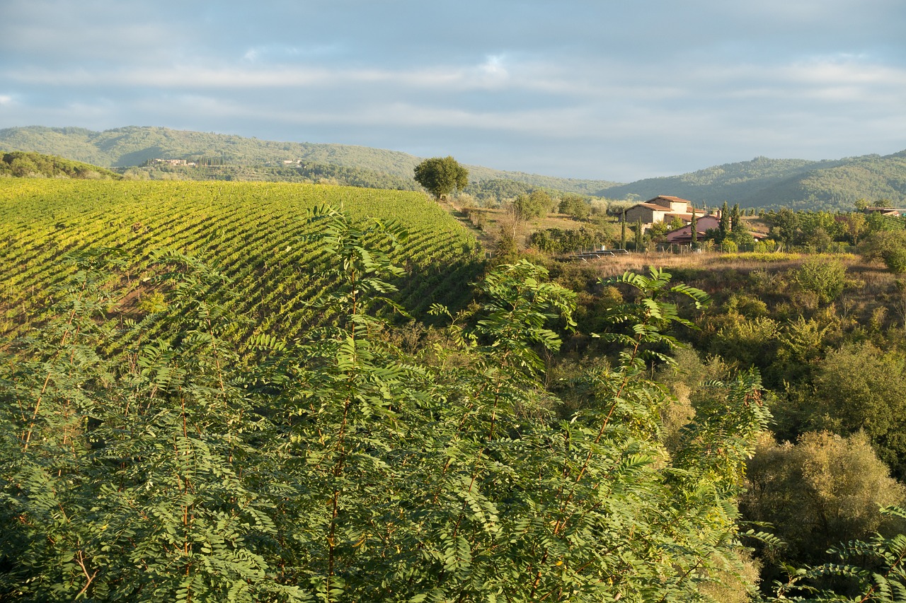 winegrowing vineyard vine free photo