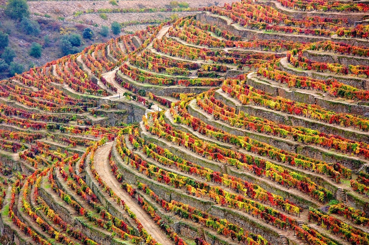 winery douro portugal free photo