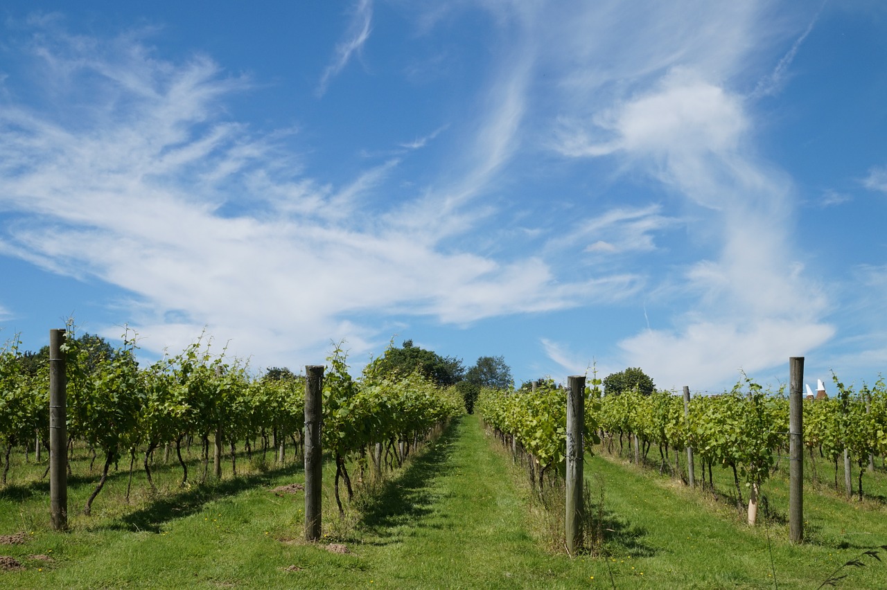 winery vines winegrowing free photo