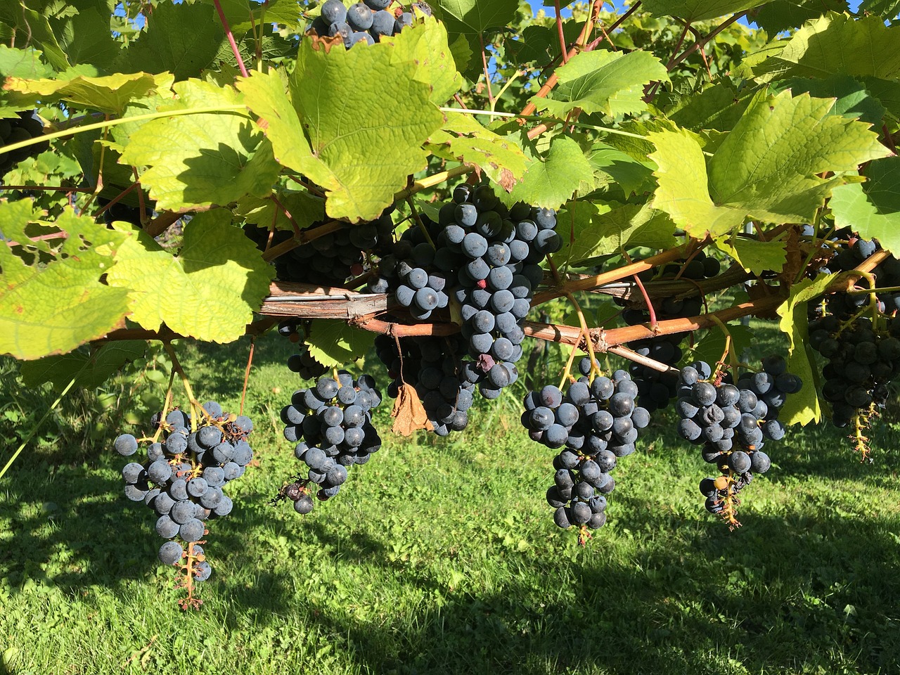 winery vineyard red grapes free photo