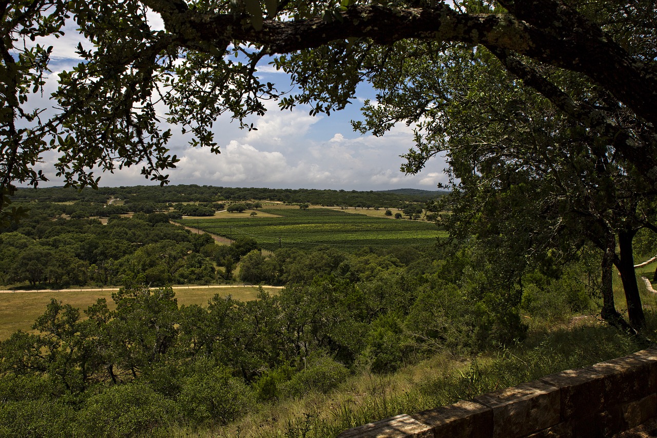 winery landscape green free photo