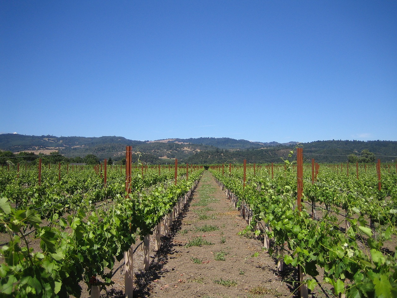 winery wine field free photo