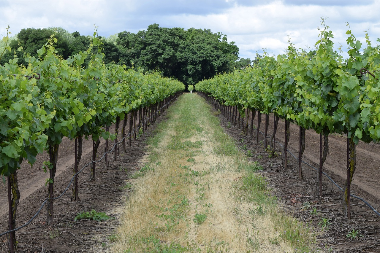 winery  vineyard  vine free photo