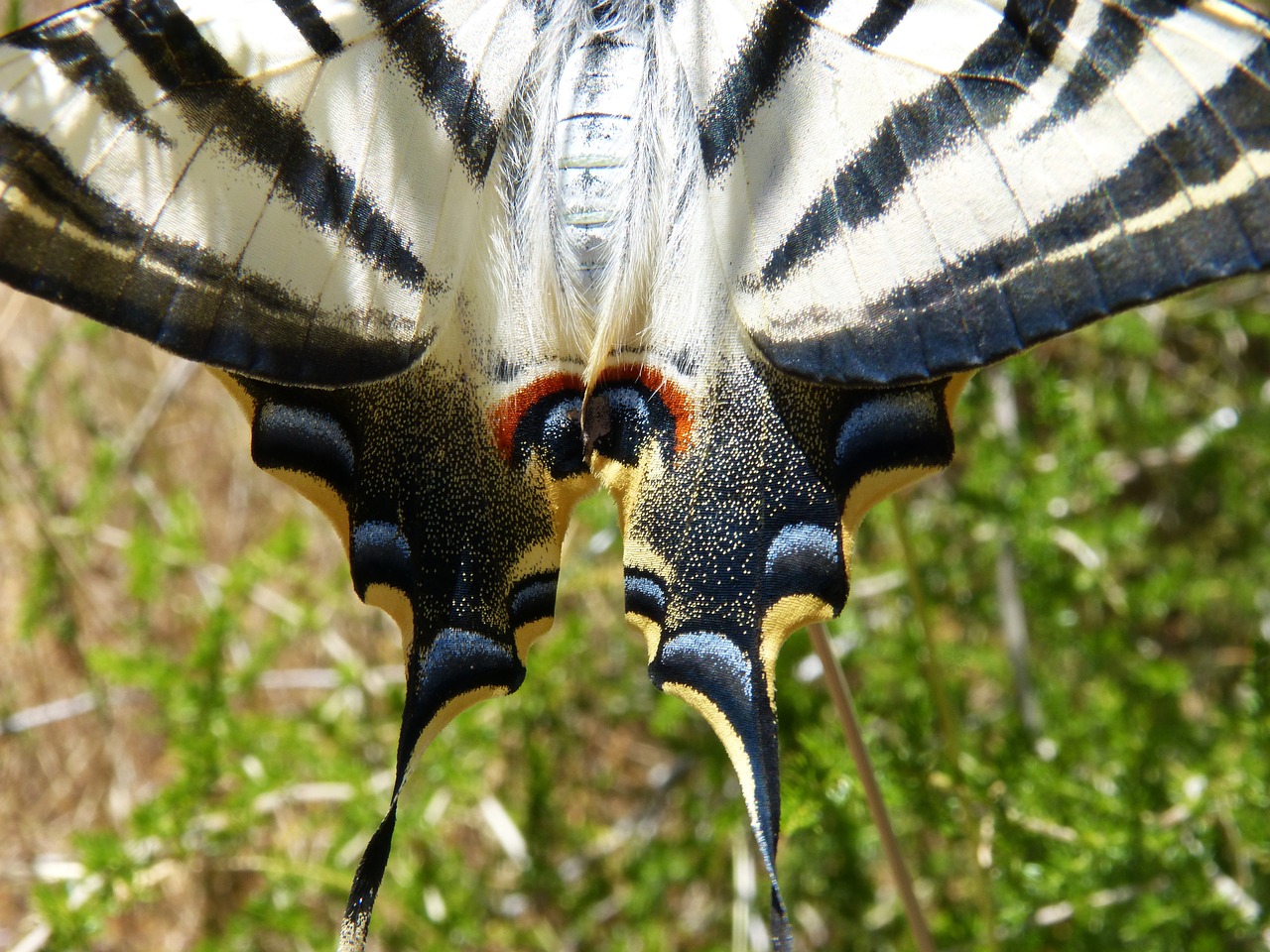 wing scales papilio machaon free photo