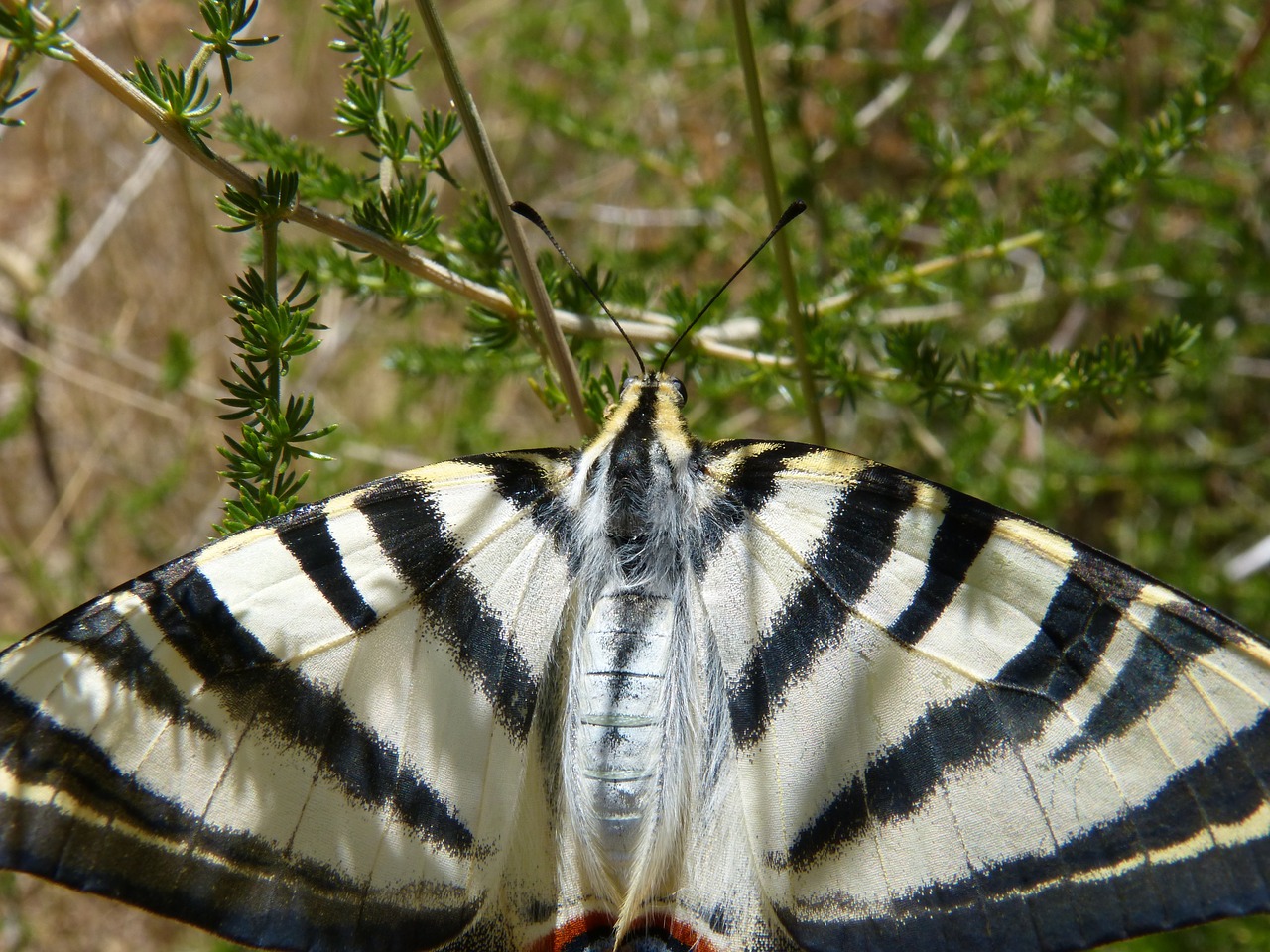 wing scales papilio machaon free photo