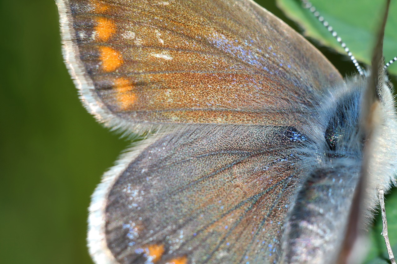 wing  insect  butterfly free photo