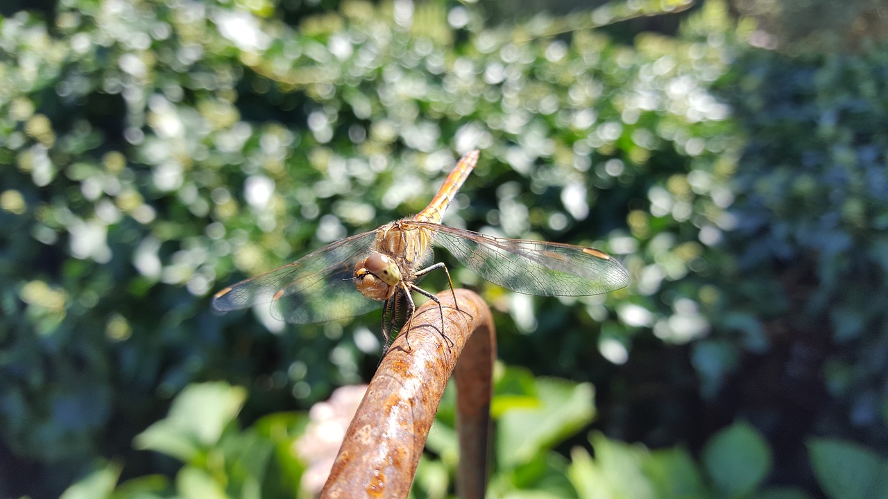 wing  nature  dragonfly free photo
