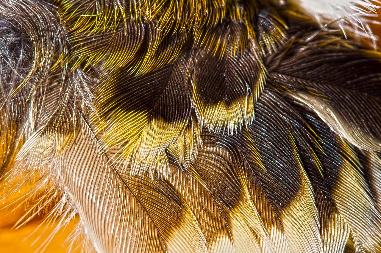 wing  feather  bird free photo