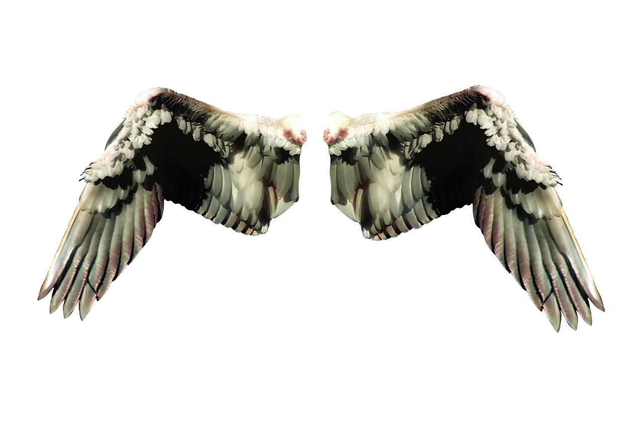 wing angelic fantasy free photo