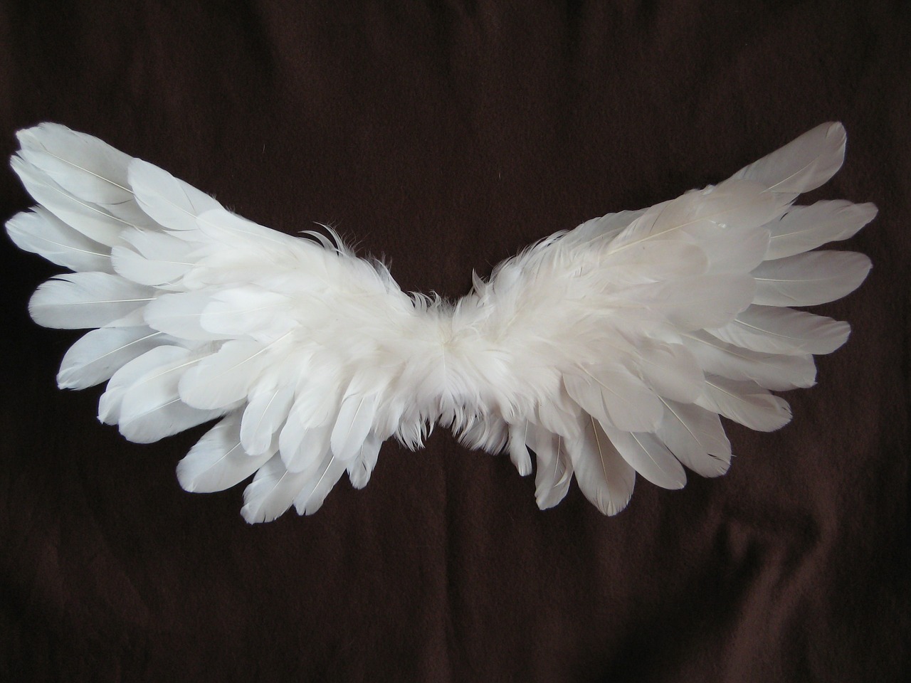 wing feather angel free photo