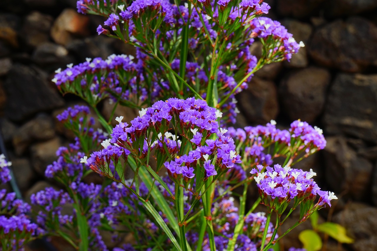 winged beach lilac flower blossom free photo