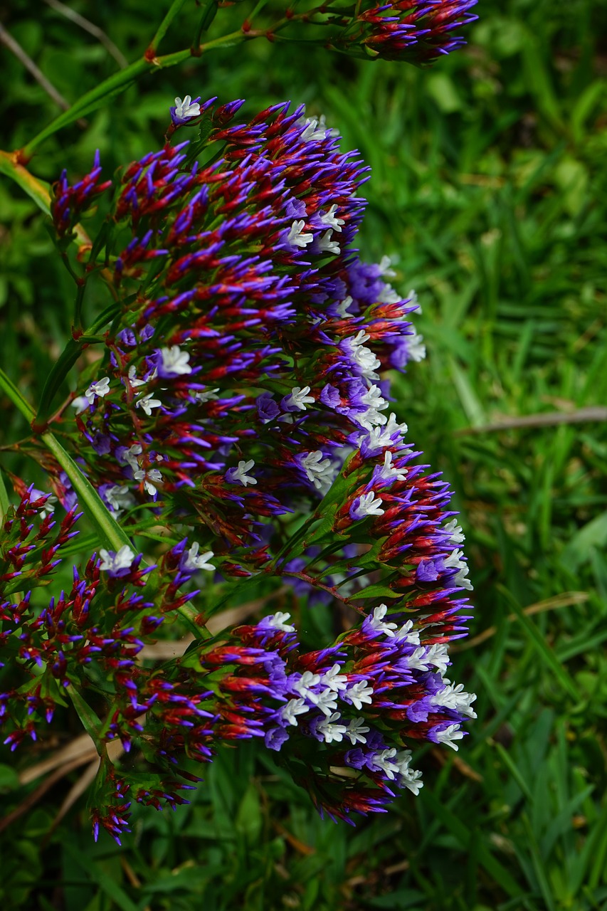 winged beach lilac flower blossom free photo