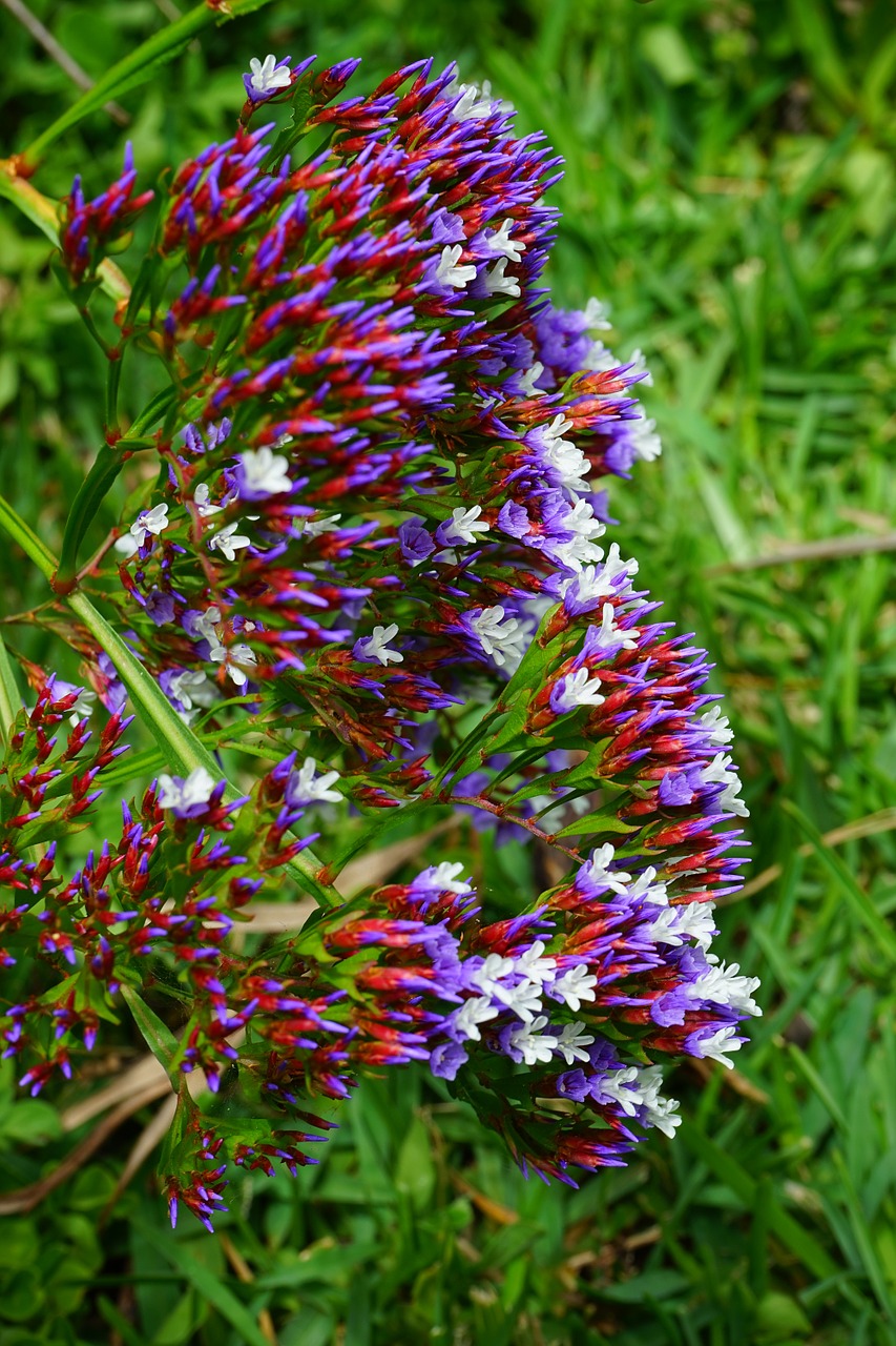 winged beach lilac flower blossom free photo