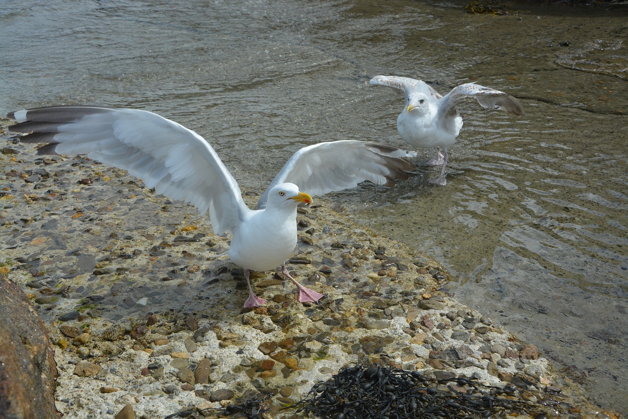 winged gulls gulls sea free photo