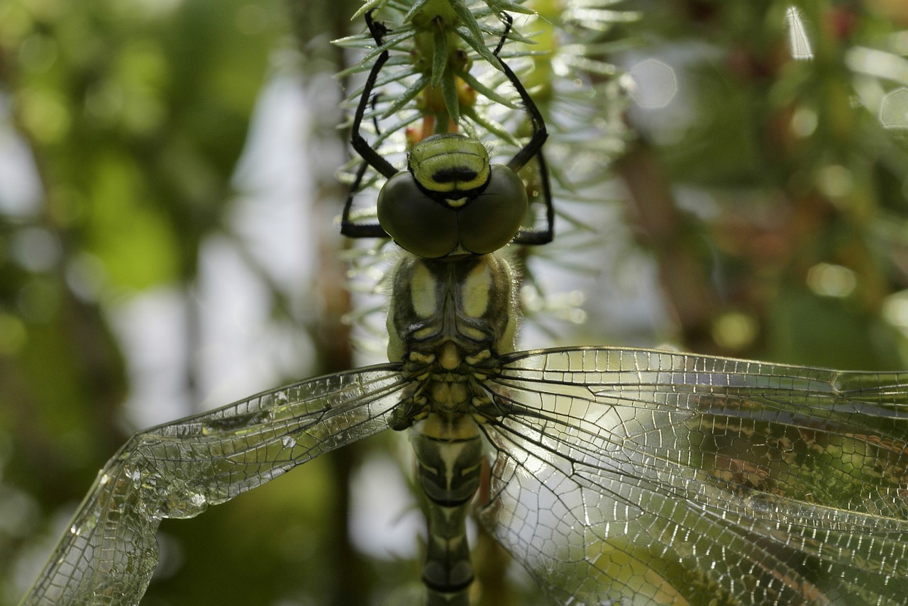 winged insects dragonfly baby free photo