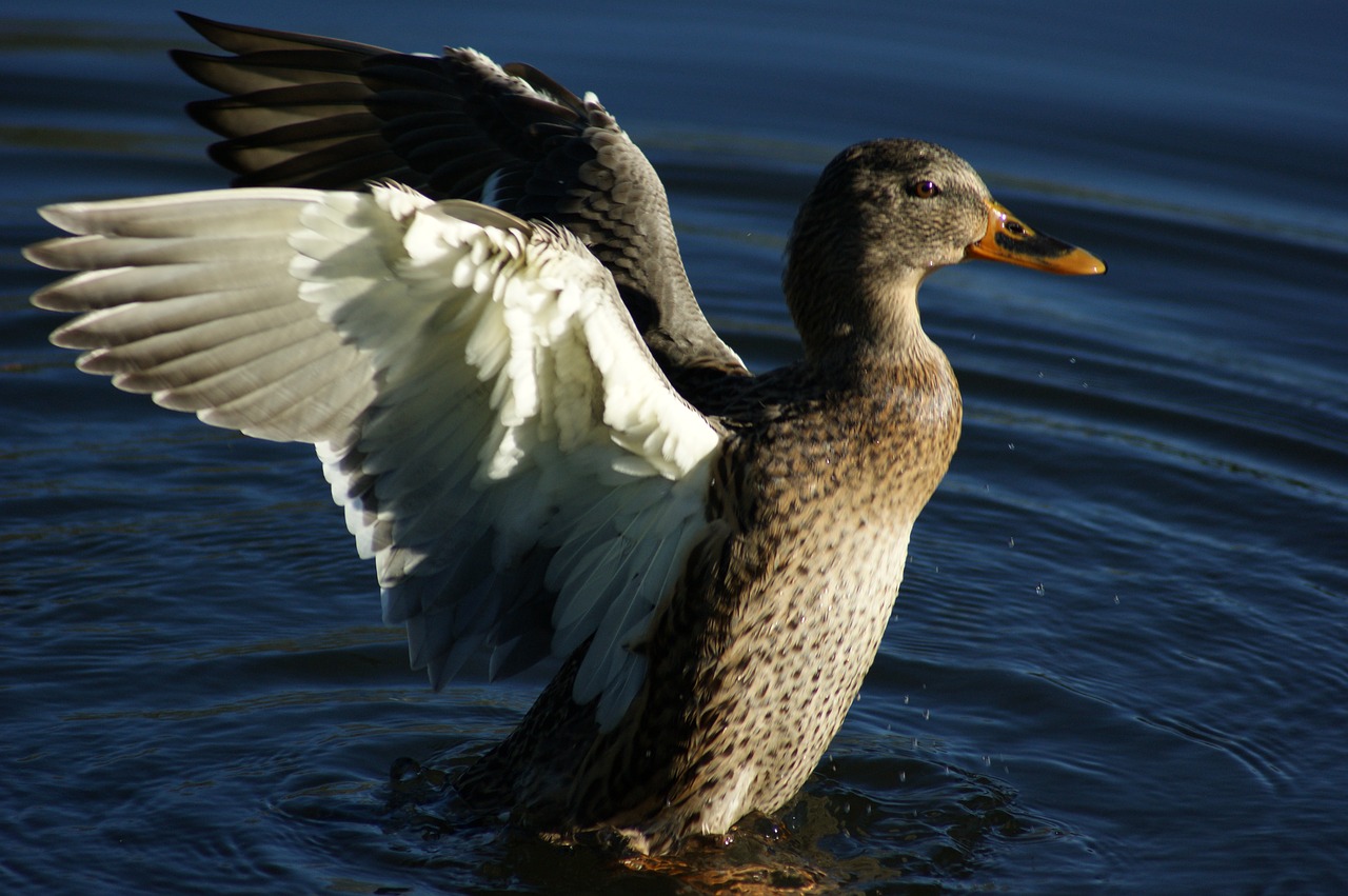 wings bird water free photo