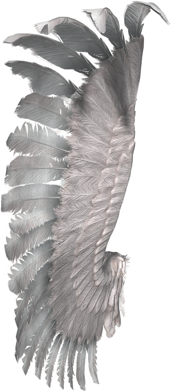 wings fantasy free pictures free photo