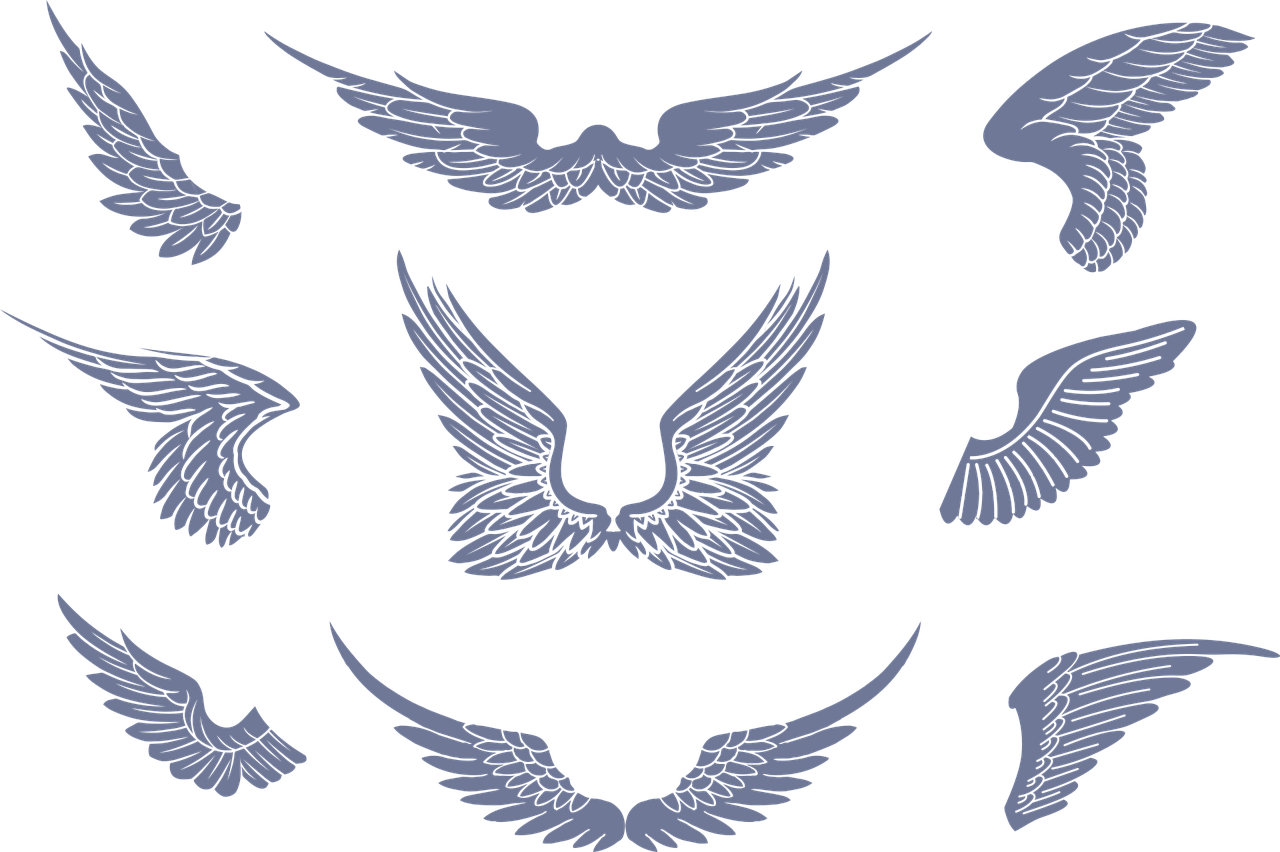 wings  vector  design free photo