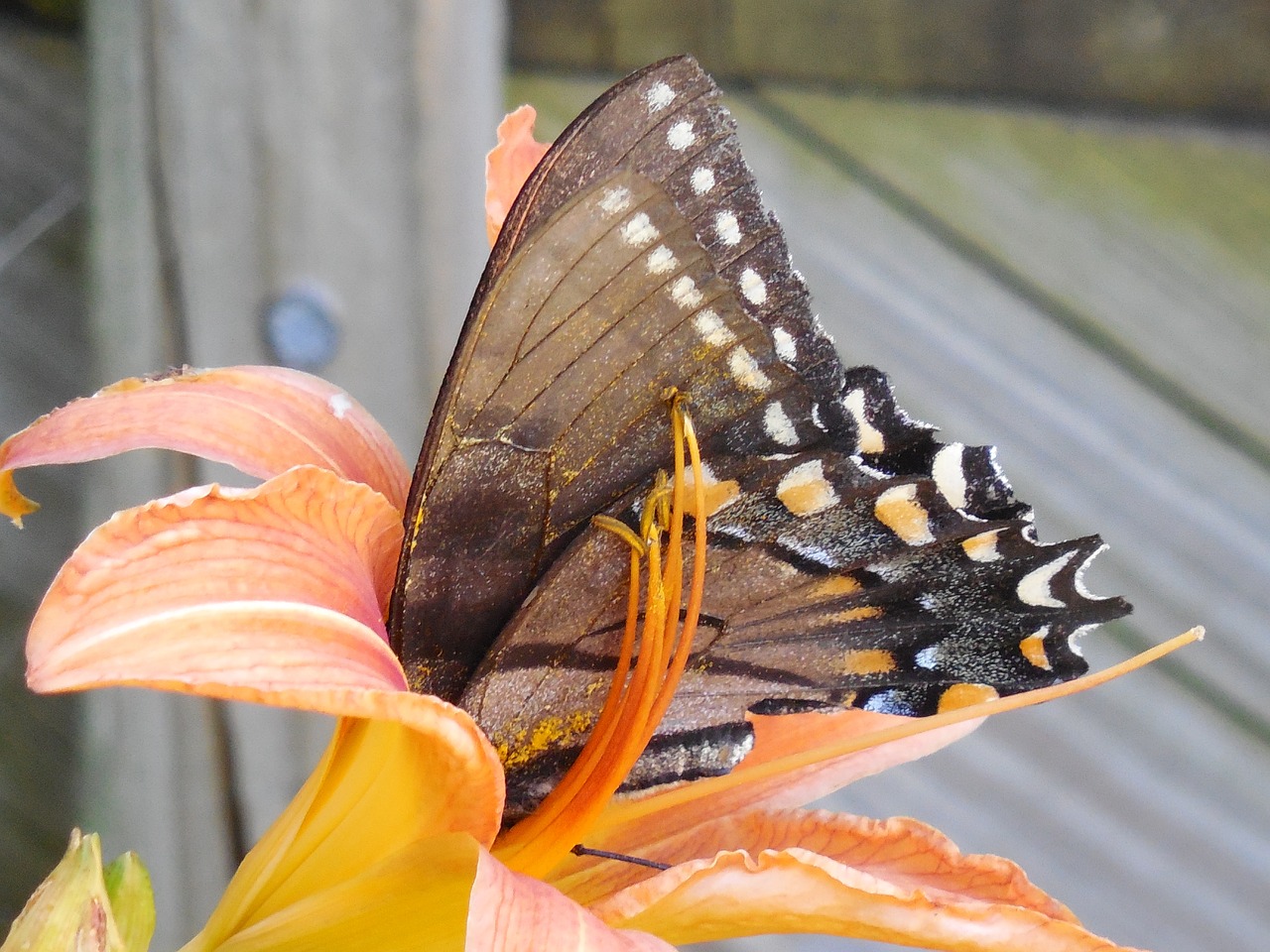 wings butterfly insect free photo