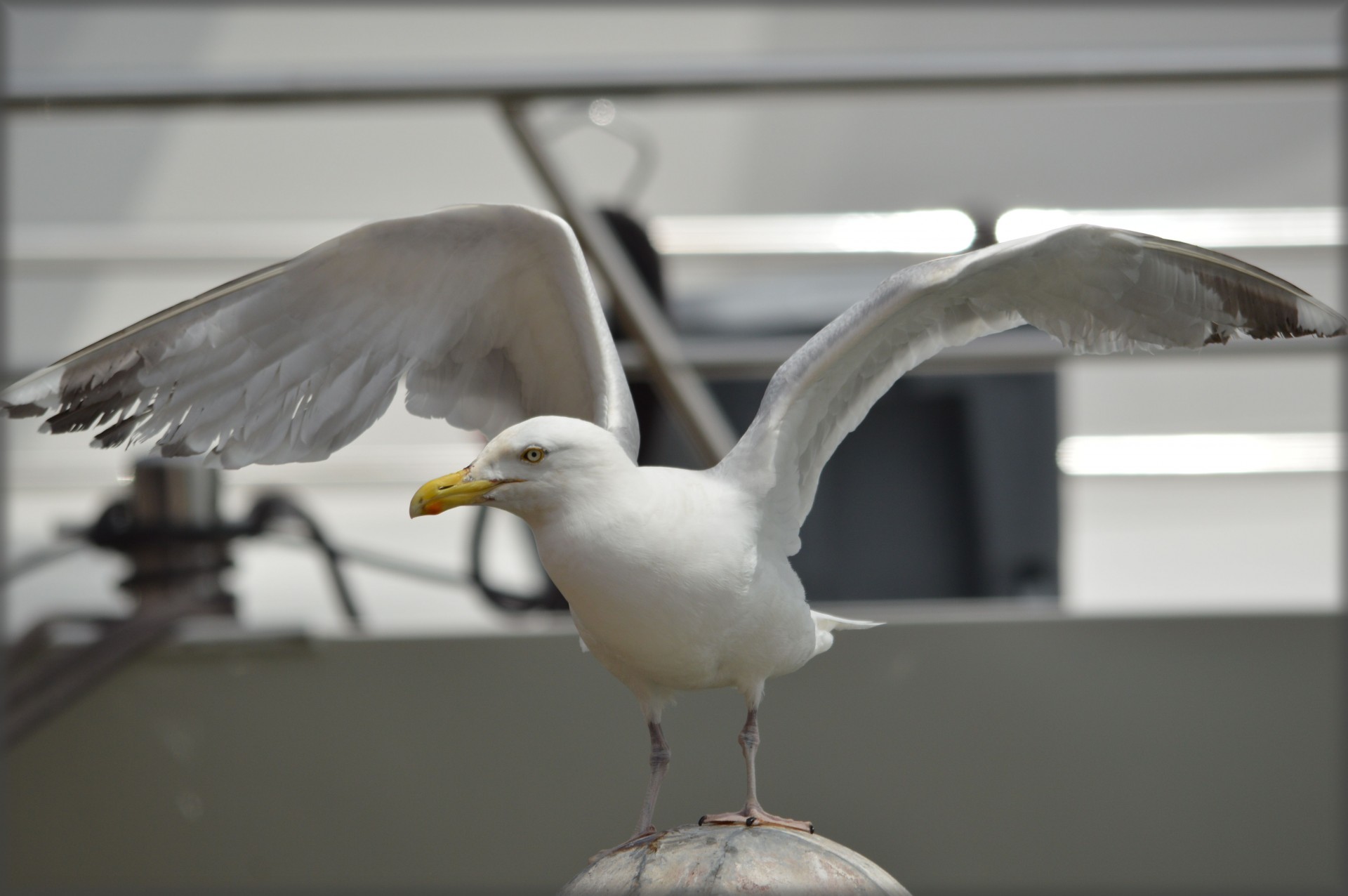 seagull bird gull free photo