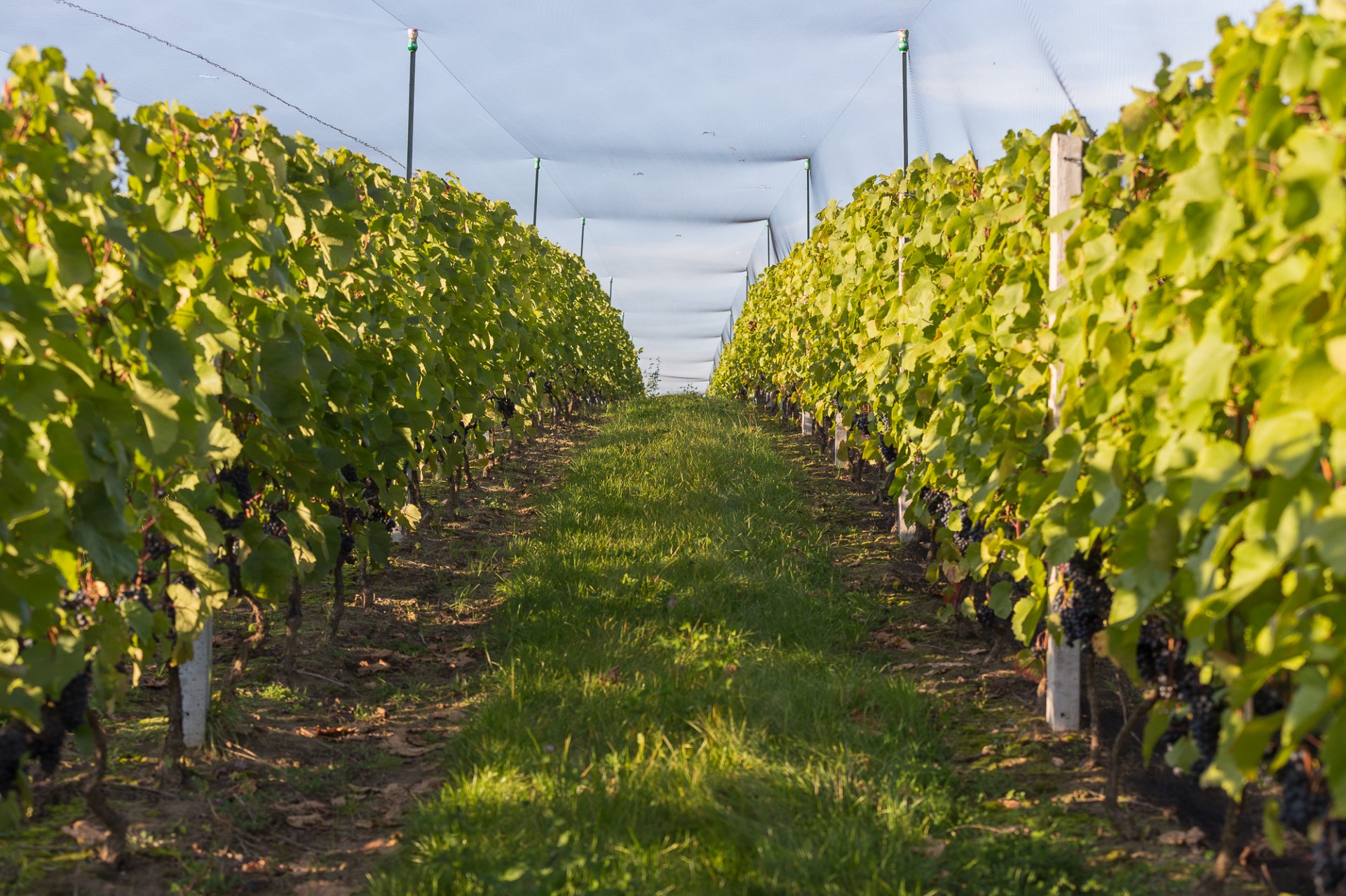 vineyard grapes wine free photo