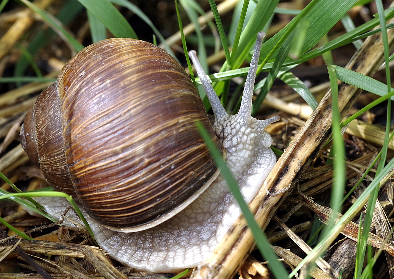 winniczek snail edible free photo