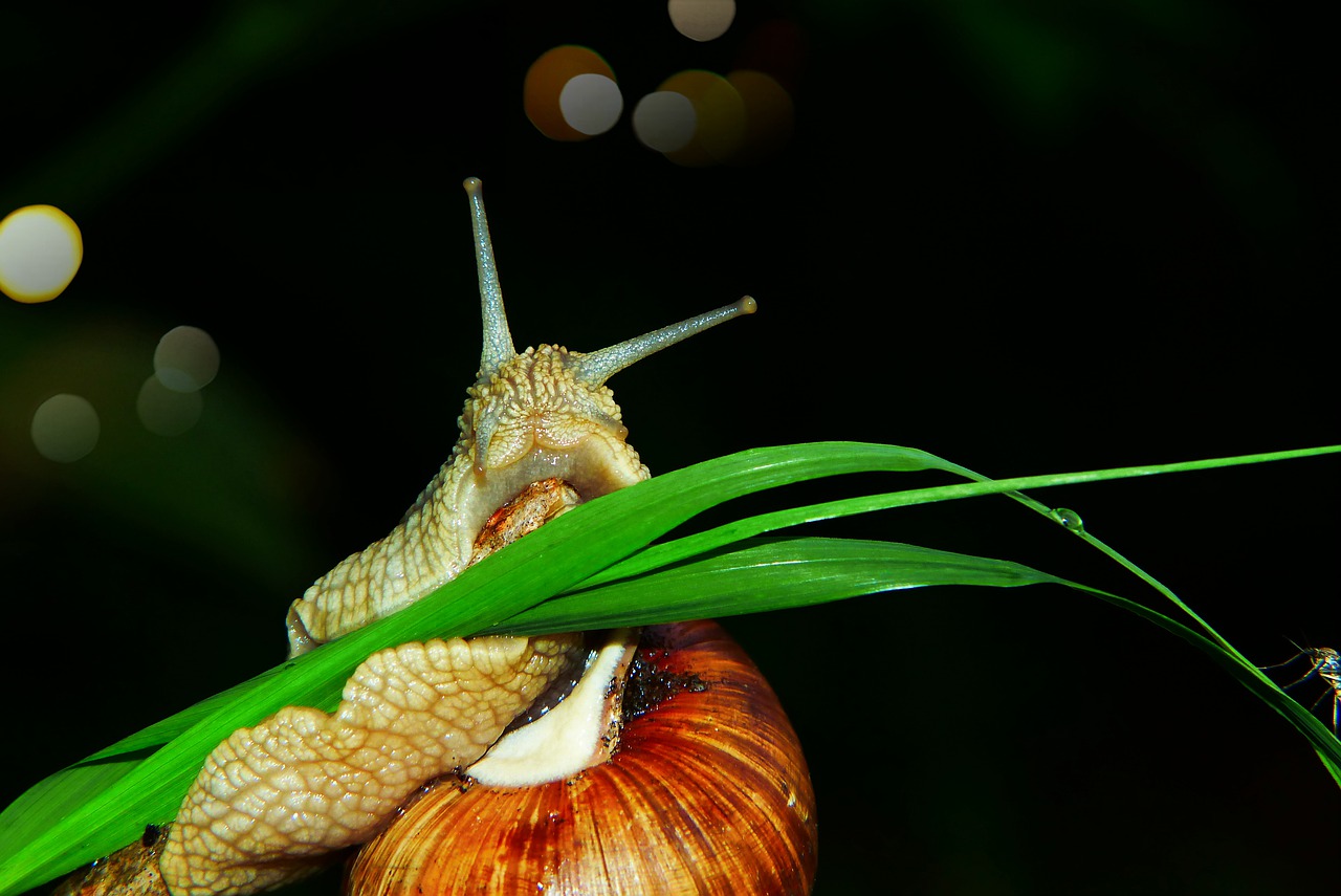 winniczek  molluscum  blade of grass free photo