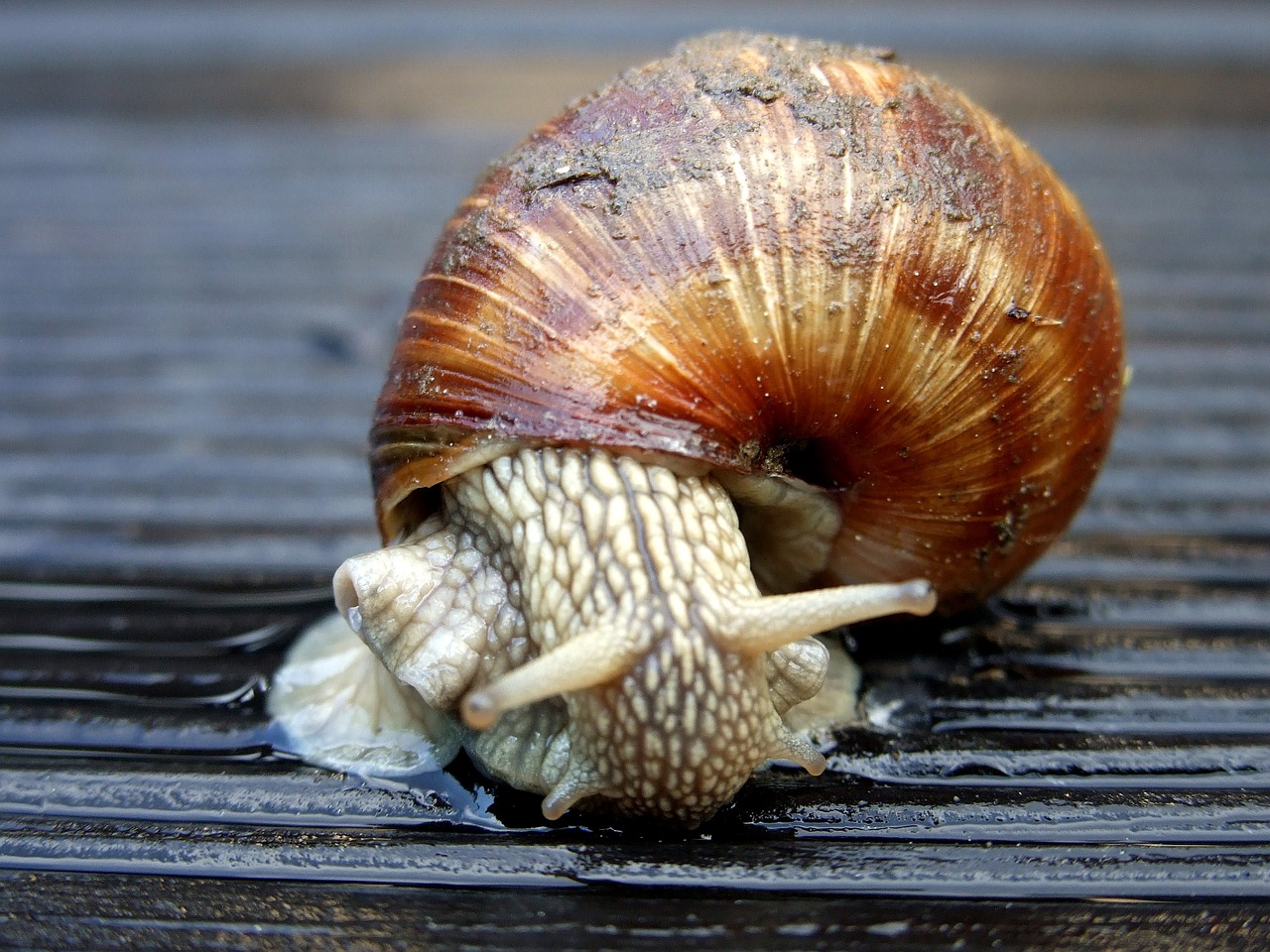 winniczek snail crawl free photo