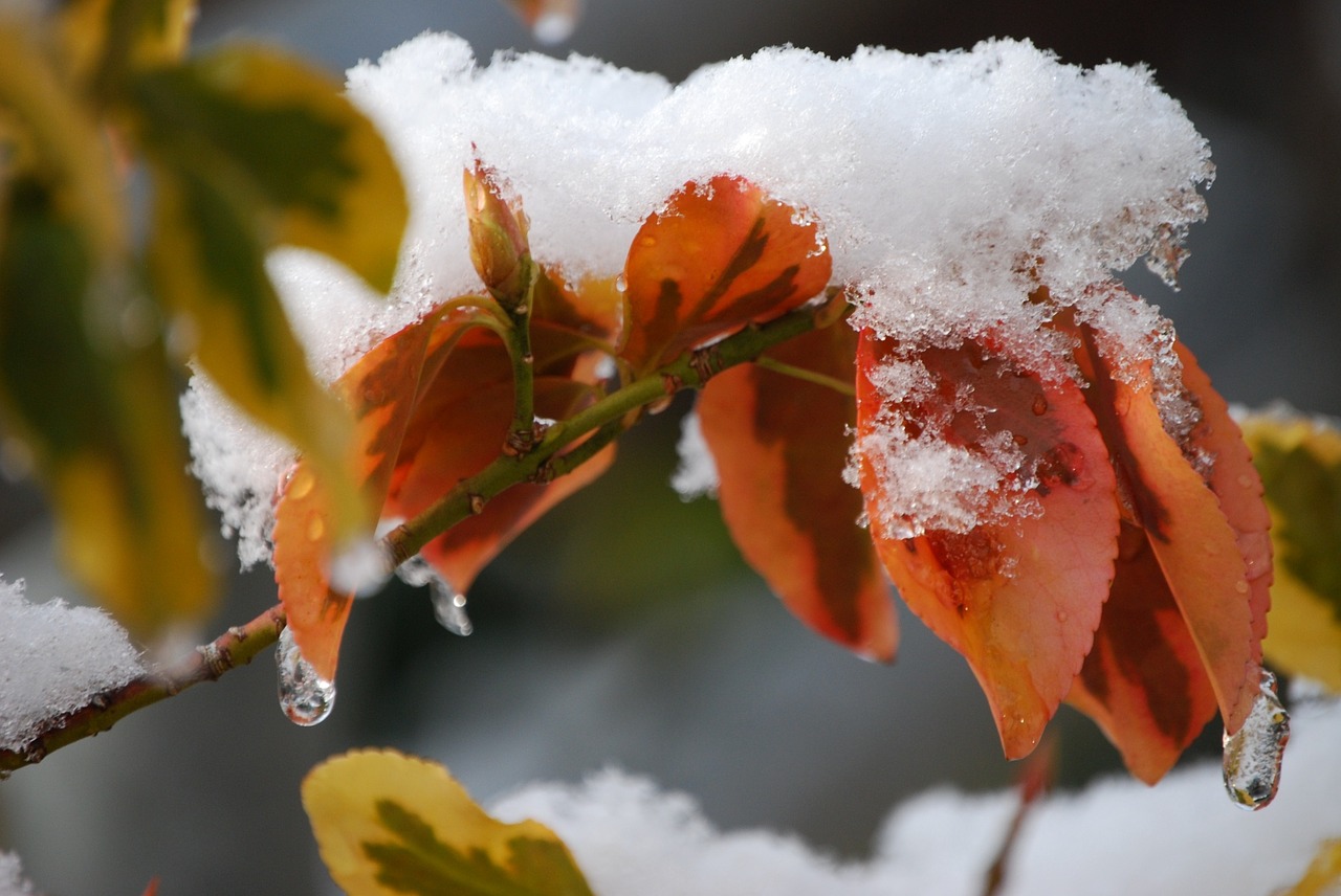 winter snow snowy free photo