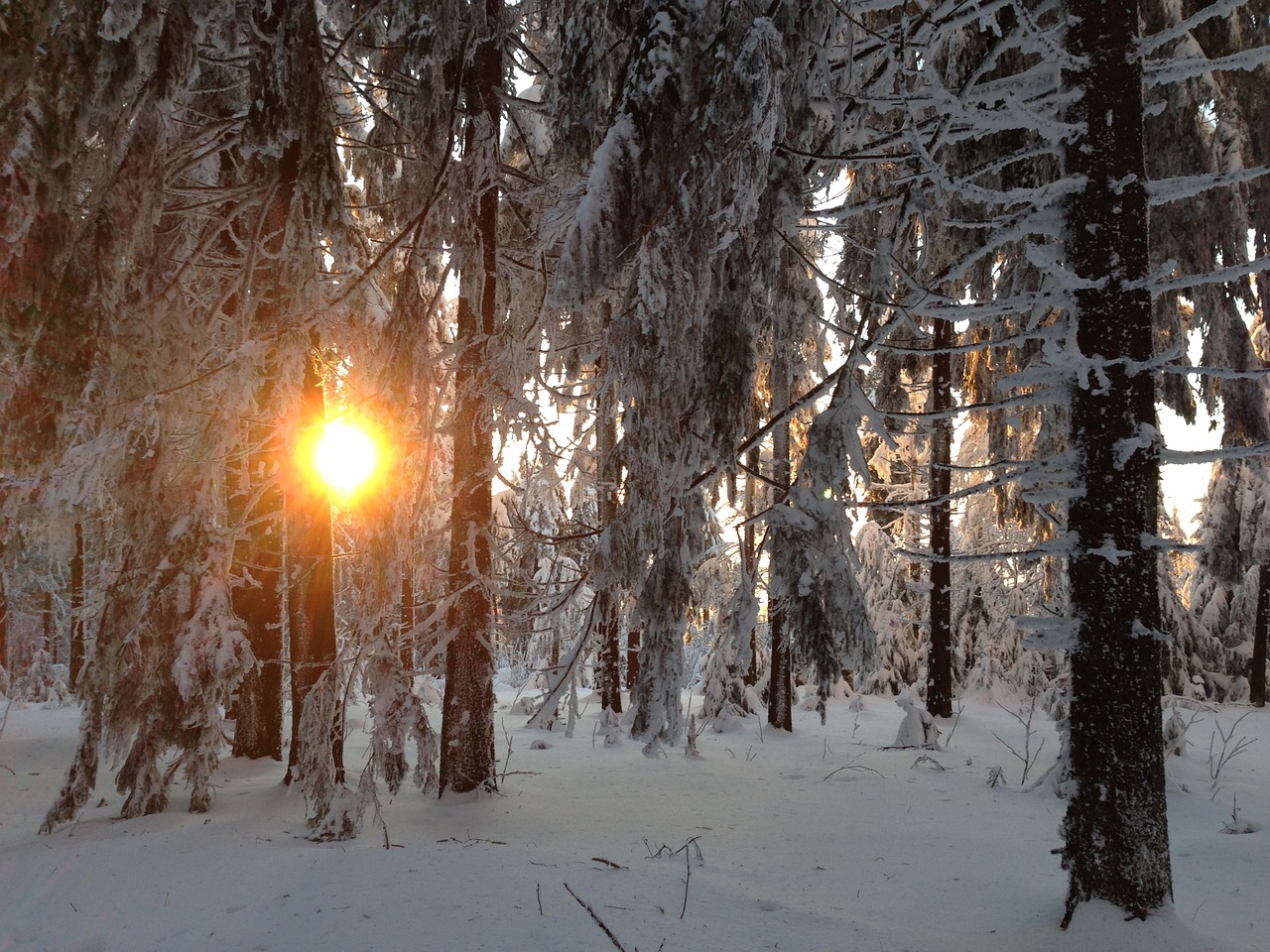 winter forest snow free photo