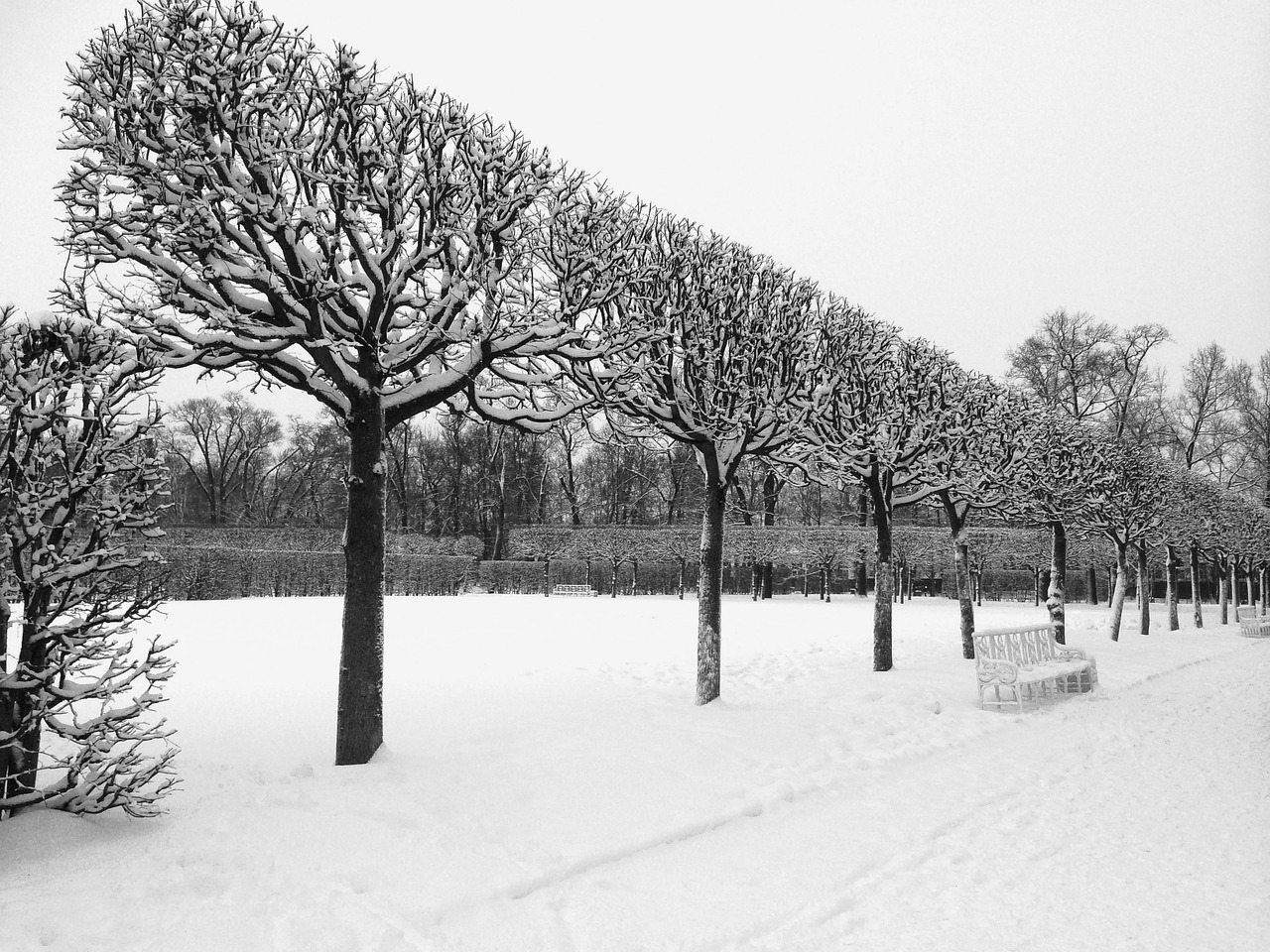 winter trees catherine palace free photo