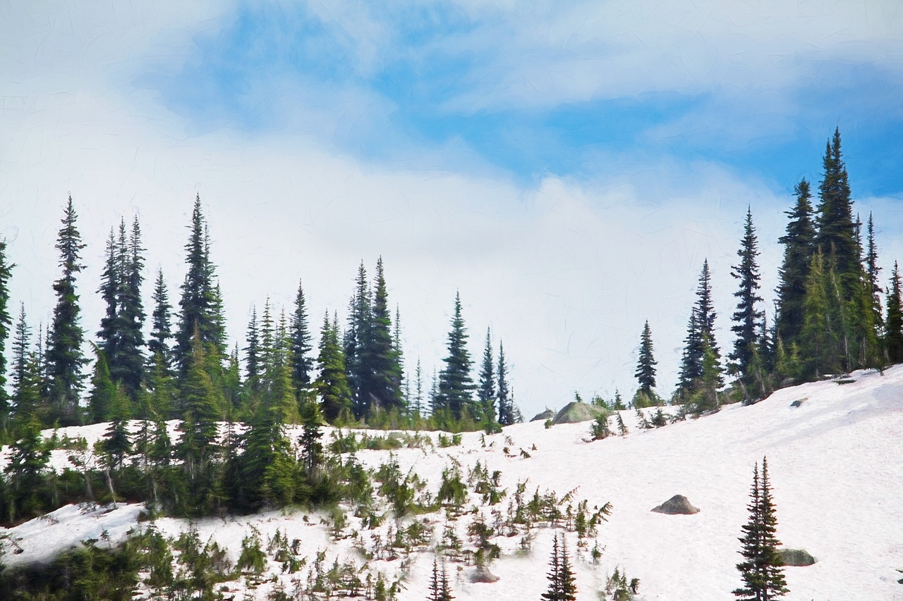 winter pine trees snow free photo