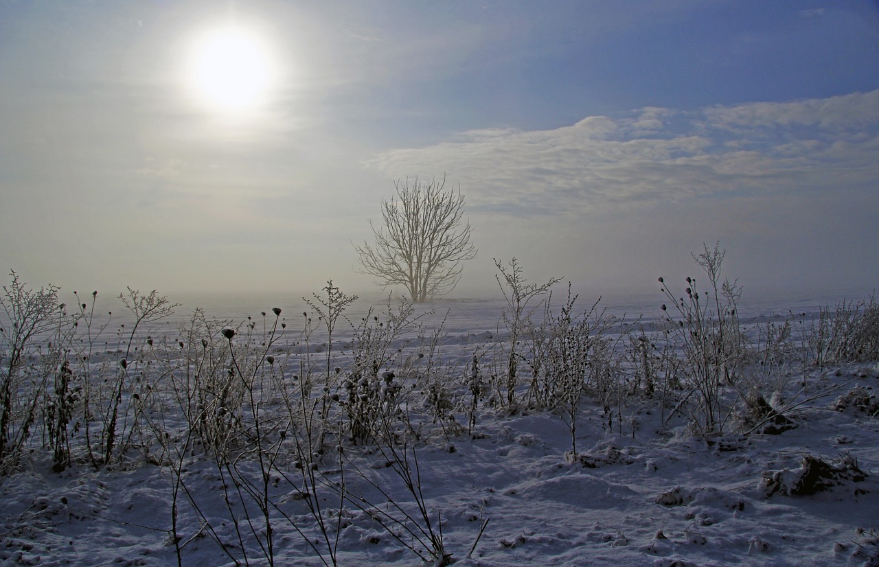 winter snow sun free photo