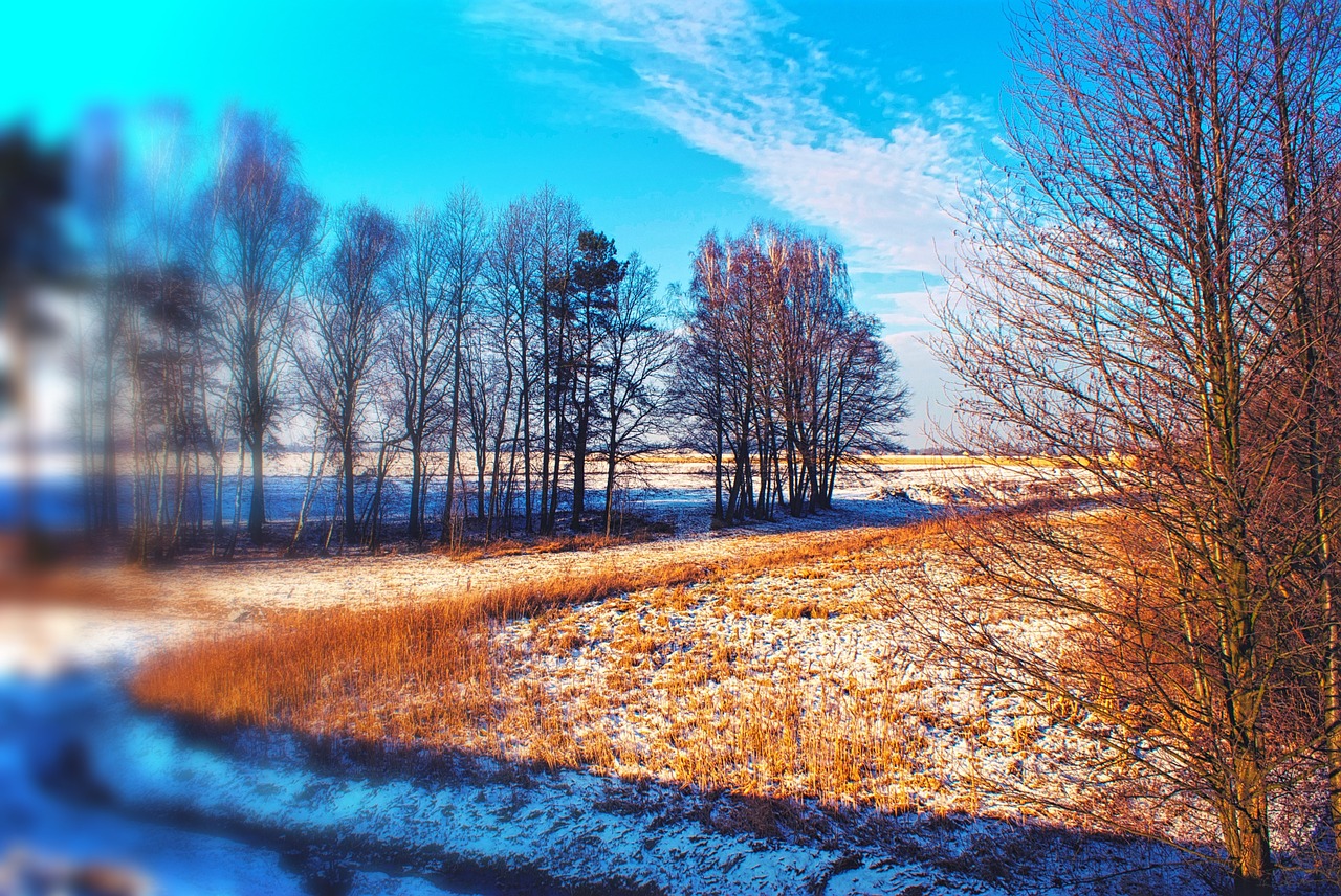 winter tree nature free photo