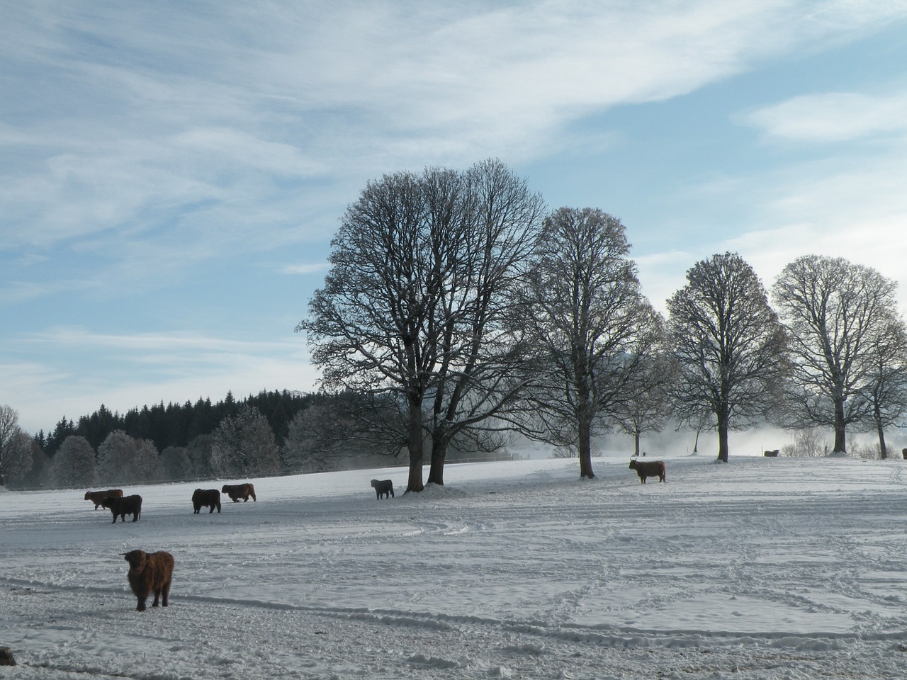 winter trees snow free photo